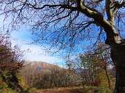 56 Faggio secolare con vista in Menna